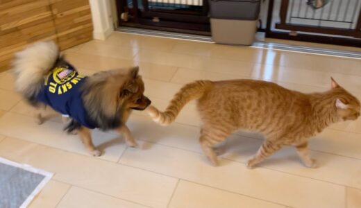 カワウソとも犬とも仲良くなれる猫が可愛い