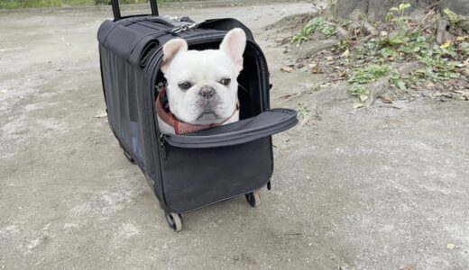 犬用キャリーバッグデビューでブチギレる犬ｗｗｗ【フレンチブルドッグ frenchbulldog】