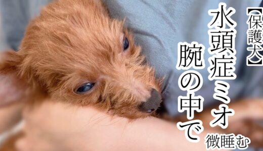 【保護犬】水頭症ミオ、腕の中で・・・