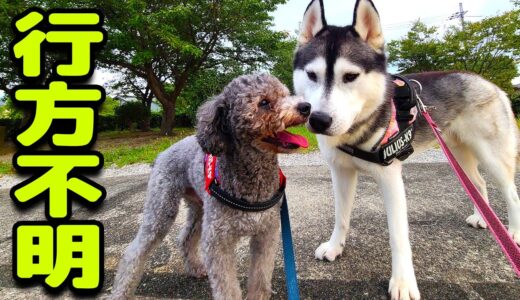 捜さないでください。泣きながら・・・ハスキー犬と保護犬トイプードル