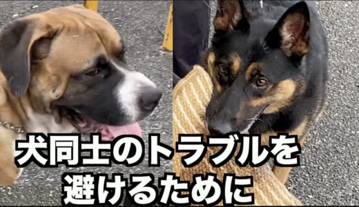 犬同士の挨拶のさせ方  【重要】