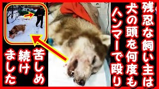 残忍な飼い主は無抵抗な犬を何度もハンマーで殴り続けました。世界の動物たちの話題を、慣れない翻訳で動画にしてみました。誤った表現がありましたら、どうかご勘弁ください、、。