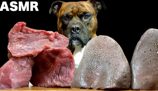 【速すぎ犬ASMR】生肉ご飯を一瞬でたいらげる愛犬www