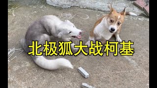 世界上第一只牧狐犬诞生啦！