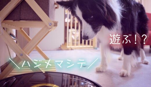 お掃除ロボットを犬だと思いこんでるボーダーコリーが可愛すぎた