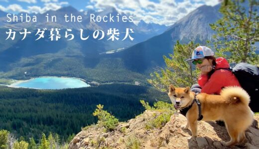 【絶景の氷河湖】カナダの登山犬、柴犬ナラと久しぶりのロッキーハイキング｜4K｜Hiking in the Canadian Rockies with Nara,Shiba Inu