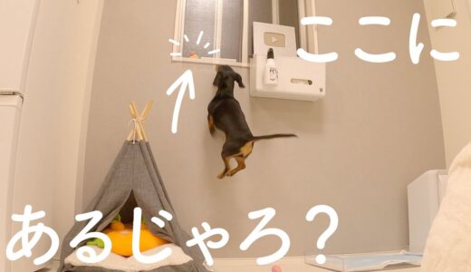 犬におもちゃだと認識されたぬいぐるみはこうなります