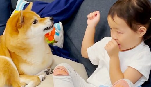 いたずらっ子な３歳娘に優しく怒る柴犬｜犬と子供のvlog