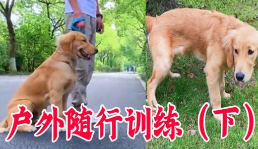 幼犬户外随行训练，半小时就搞定（下集）【犬道APP】