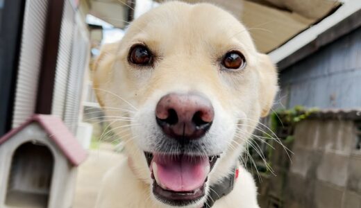 みんなに愛される白い犬