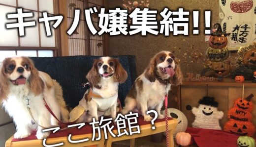 犬友と来たドッグカフェが旅館みたいで最高だったｗランチ編