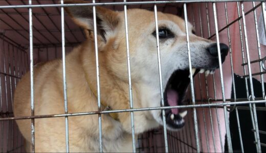 【初挑戦！】昨日迎え入れた向かって来て噛む保護犬に口輪とリード付けます👍