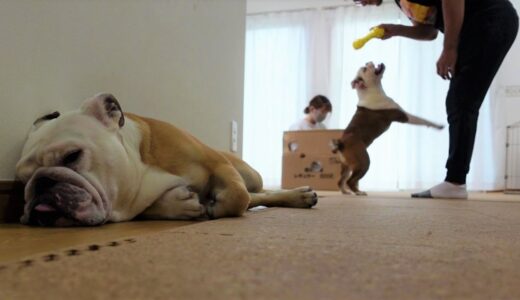 ずっと遊び続ける子犬とずっと寝続ける兄犬との対比がすごいWWW!