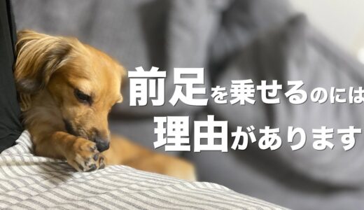 犬が飼い主に前足を乗せる理由