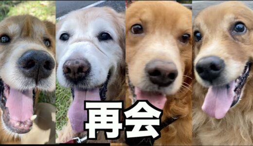 人の都合でバラバラになった犬たち