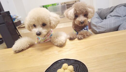 【お月見】初めてのお団子に犬が過去最高に喜んでくれたw【トイプードル】