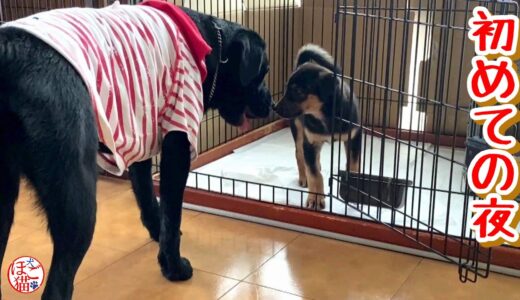 【野犬　子犬　保護犬】群れで育った野犬の子　お引越し&初めての夜