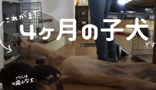 4ヶ月にして中型犬用ハウスがギュウギュウになった大型犬の子犬