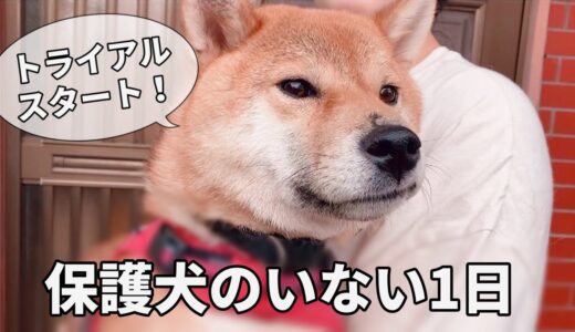 保護犬のいない1日　プーマをトライアルに送り出してから、みんなでお散歩に行きました♪