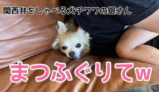 【関西弁をしゃべる犬】チワワの銀さん　まつふぐりてww「おしゃべりペット】