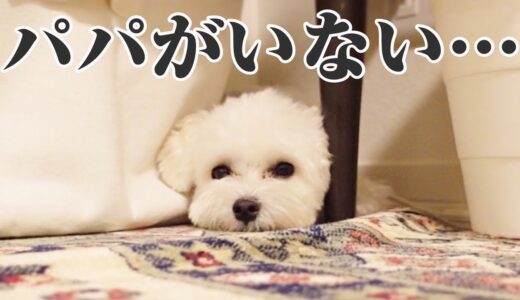 寂しがり犬、パパが不在の夜にママと過ごすとこうなります……【お留守番前編】マルプー