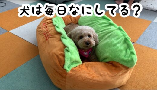 とにかくマイペースな犬の日常【トイプードル】【マルプー】