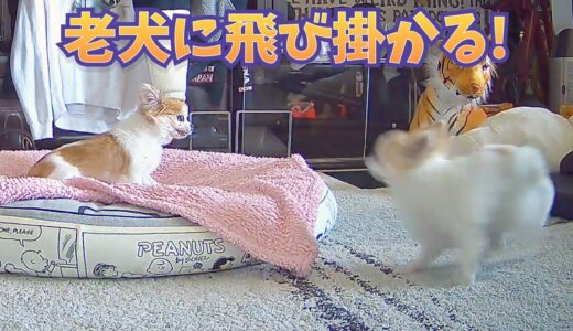 最近落ち着いたとばかり思っていたら老犬に襲い掛かってましたｗｗｗ