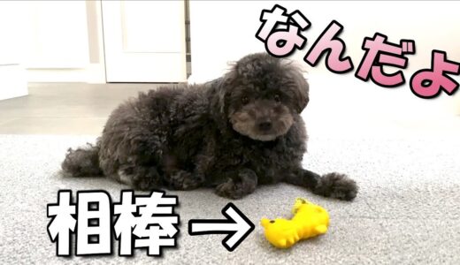 【不思議】破れたオモチャだけをいつも持ち歩く犬