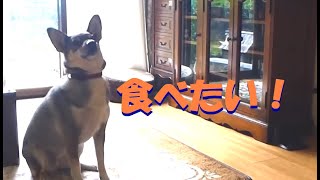 わかりやすい犬。イヌ語がわからない人でも わかりますよ。