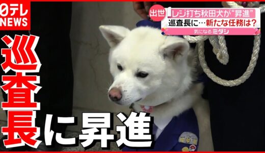 【任命】レジ打ち秋田犬が“昇進”  ”梅子”の新たな任務は？