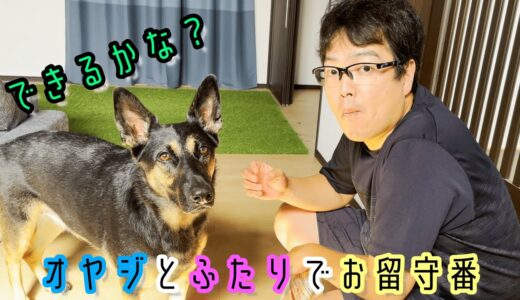 シェパード犬がオヤジとふたりで留守番したら、オヤジはいらなかった説【German Shepherd】 My Dog Can Stay At Home Without Dad!