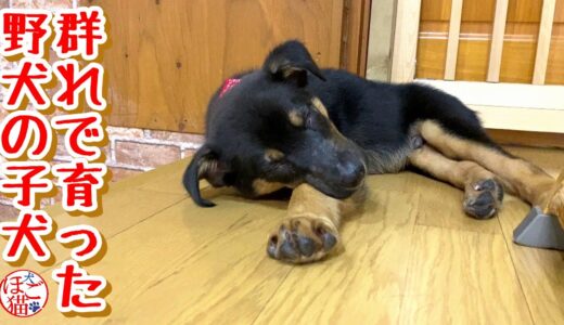 【野犬　子犬　保護犬】群れで育った野犬の子　行き倒れ