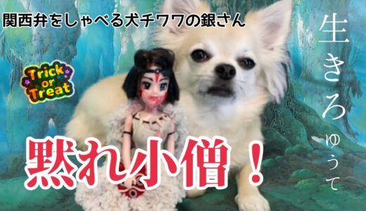 【関西弁をしゃべる犬】チワワの銀さんハッピーハロウィン２０２１！いやちょっとまって？僕すっぴんなんやけど【おしゃべりペット】