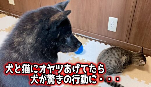 オヤツあげてたら一休が・・・【甲斐犬一休と猫のしずく】