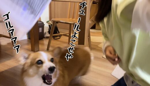 「おやつ禁止」にキレ気味なコーギー犬