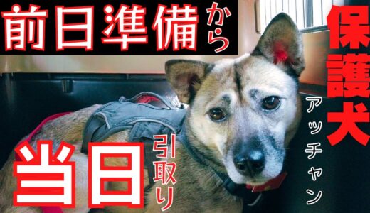 【飼い主と先住犬】保護犬引取りの前日準備から当日！家族を迎える前日の親子