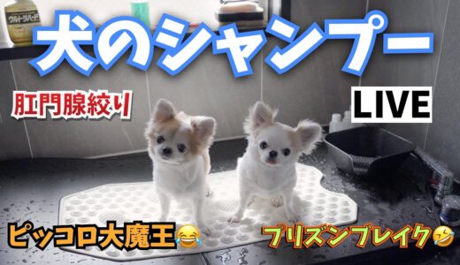 犬のトリミングLIVE🔴  【犬のシャンプー】【肛門腺絞り】【トリミング】