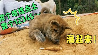 虎斑犬小奶狗沙堆藏食，还以为神不知鬼不觉，真是自欺欺狗！