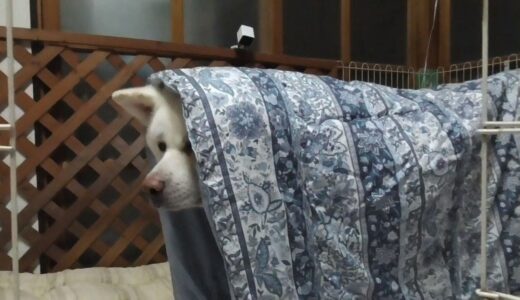 【秋田犬ゆうき】ふとんを雑に掛けられたので少しムッとする【akita dog】