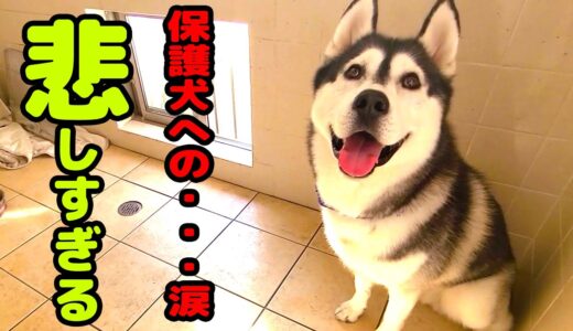 悲しすぎる出来事！保護犬への気遣いに感動して胸が締め付けられました。ハスキー犬と保護犬トイプードル