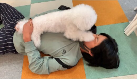 犬パンチの連打でKOされる飼い主ww【トイプードル/マルプー】