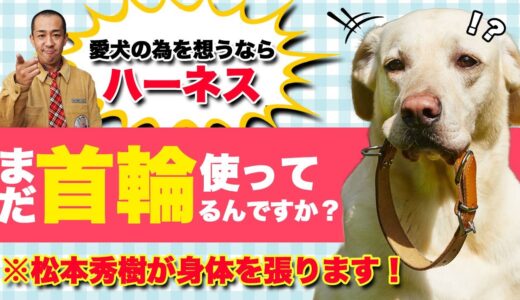 「まだ首輪を使ってますか？」犬のプロが激推し！？犬の事を徹底的に考えられて作られた「ハキハナハーネス」松本秀樹が身体を張って良さを実証！？