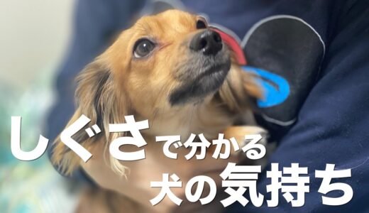 仕草で分かる犬の気持ち【犬 仕草 しぐさ 行動 意味】