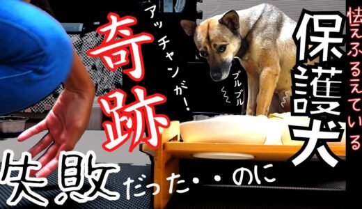 怯え震える保護犬アッチャンのトライアルで起きた奇跡！天使の兄妹・・