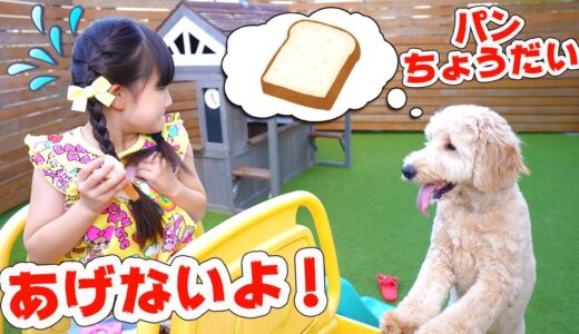 【寸劇】朝ごはんのパン、犬に食べられた！どうしょう？ - はねまりチャンネル