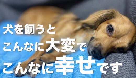 犬を飼うと訪れる大変なことと計り知れない幸せ