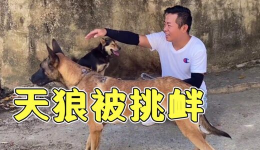 炒饭带马犬散步，突然好几条凶恶的土狗来挑衅，看天狼霸气一挑五【蛋炒饭先生】