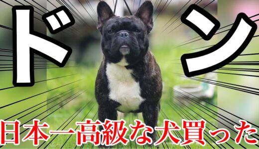 【先住犬達とご対面】日本一高級なフレンチブルドッグ買ってご挨拶させてみた