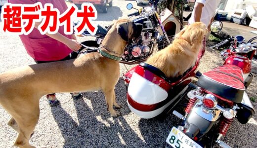 バイクと変わらない大きさの犬と仲良くなろう！！