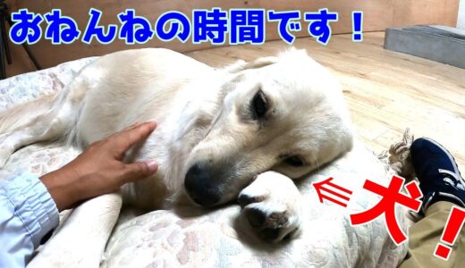 【お静かに】生後10ケ月の0歳犬。夜のル－ティ－ンを見てみましょう！！　GoldenRetriever　ゴールデンレトリーバー